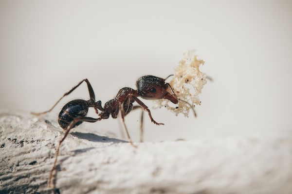 Domowe sposoby na insekty. Sprawdzone metody